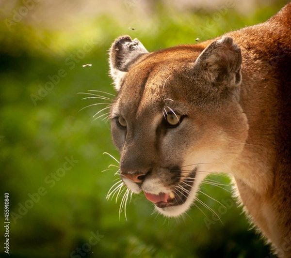 Obraz Florida Panther Staring at Prey