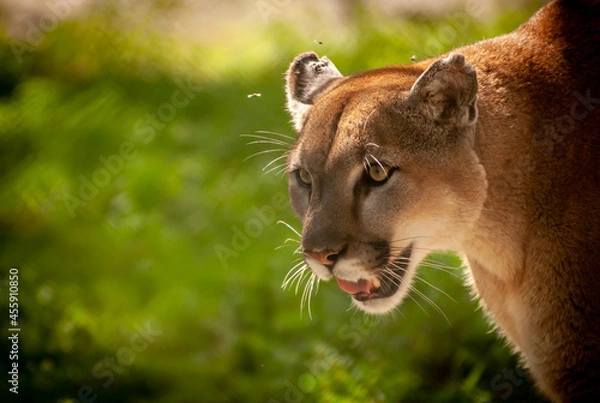 Obraz Florida Panther Staring at Prey