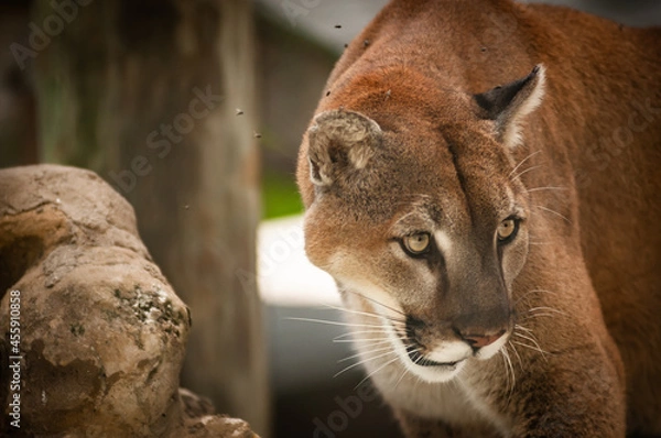 Obraz Florida Panther Staring at Prey