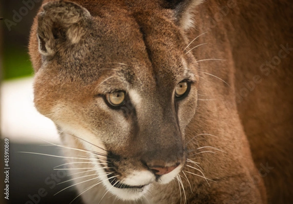 Obraz Florida Panther Staring at Prey