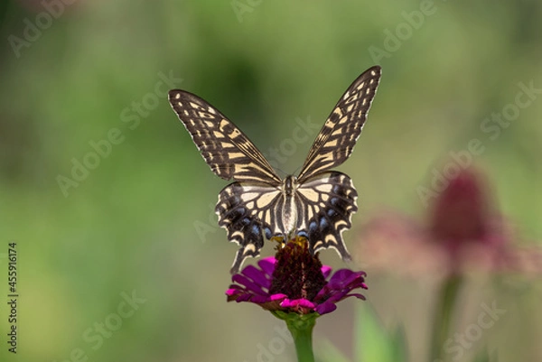 Obraz アゲハチョウ