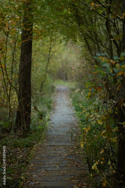 Obraz wooden path in the autumn forest