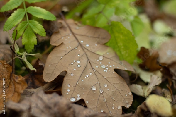 Obraz leaf on the ground 