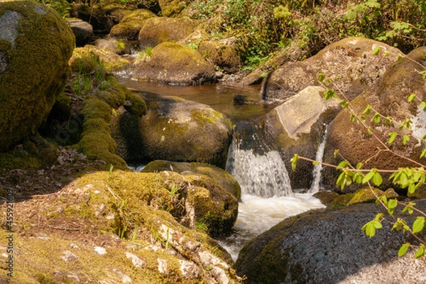 Obraz stream in the forest