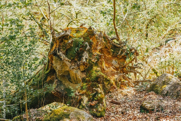 Obraz old tree stump covered in moss Devon UK