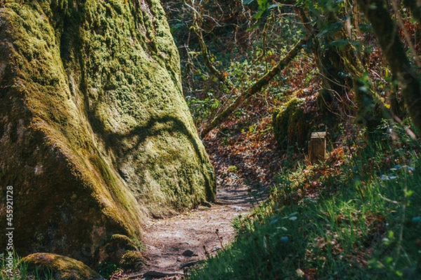 Obraz moss covered rocks