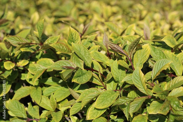 Fototapeta green leaves background