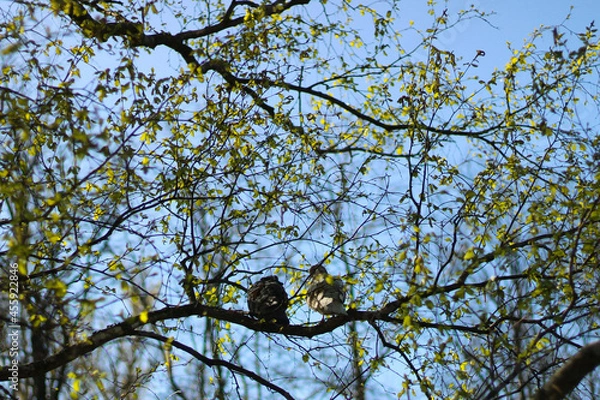 Obraz two birds on tree