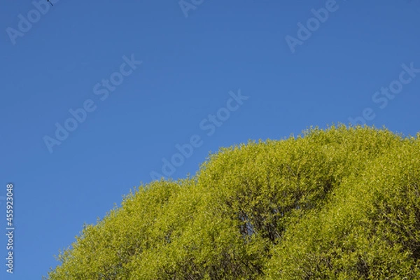 Obraz tree against sky
