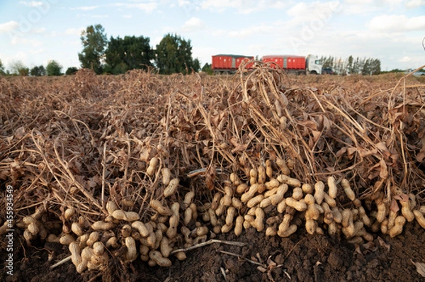 Fototapeta Peanuts in a field in harvest and peanut collection