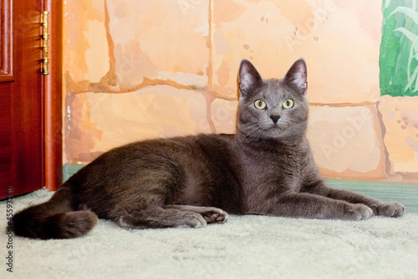Obraz Crey cat