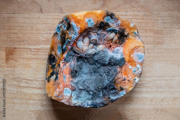 Fototapeta Closeup of spoiled pumpkin with blue mold. Spoiled food due to improper storage conditions concept.