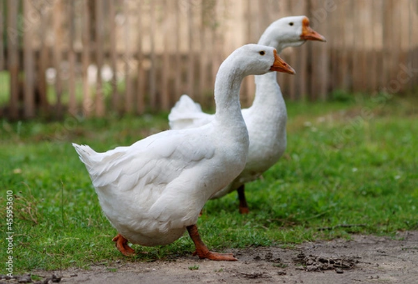 Obraz Two white geese walk down the farmyard