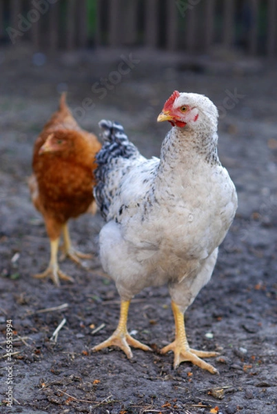 Obraz Young chickens on farmyard