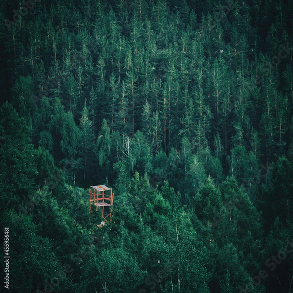 Obraz house in the forest