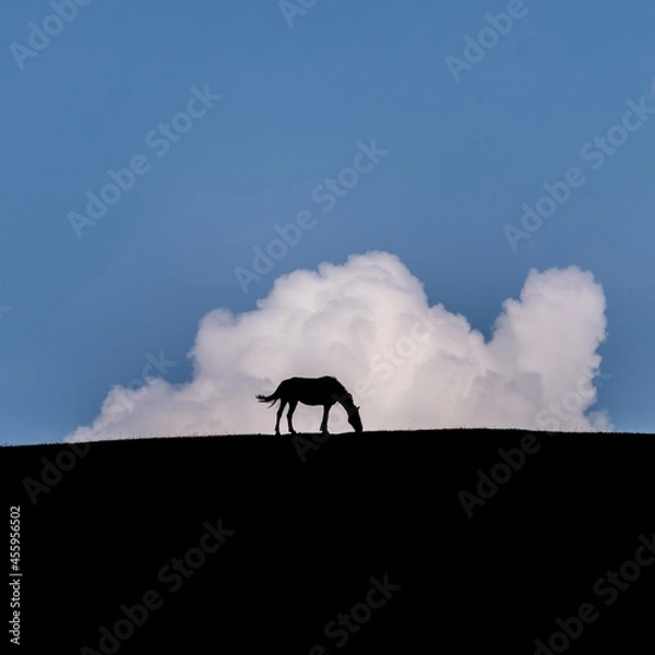 Obraz horse on the hill