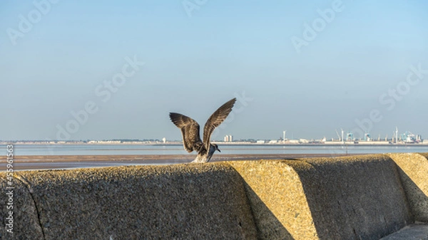 Fototapeta Young Common Gull at the low tide of the Irish Sea