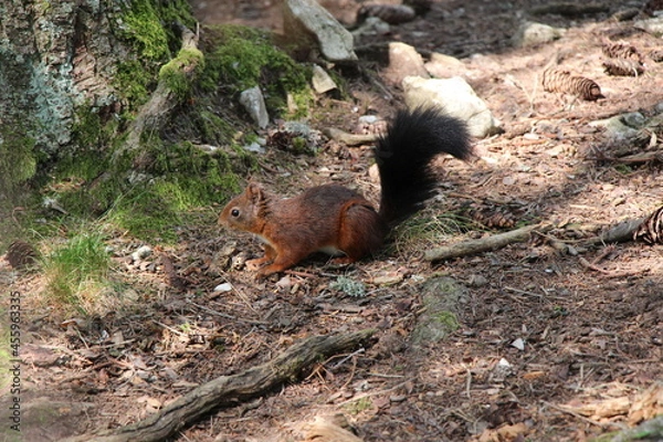 Obraz a squirrel in the forest