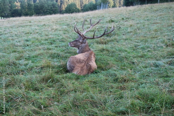 Obraz deer in the green