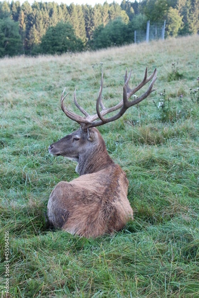 Obraz deer in the green