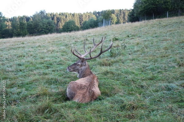 Obraz deer in the green