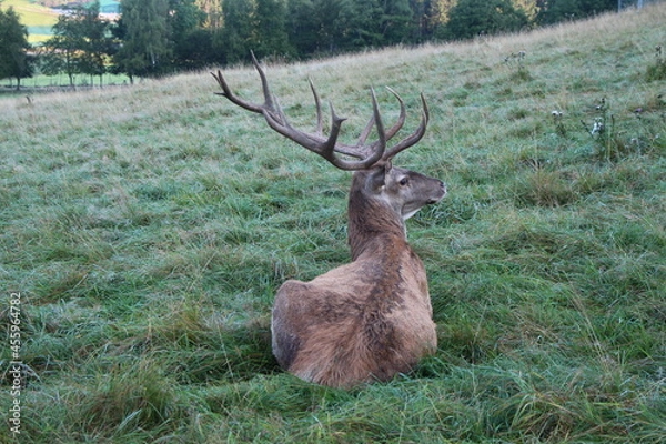 Obraz deer in the green