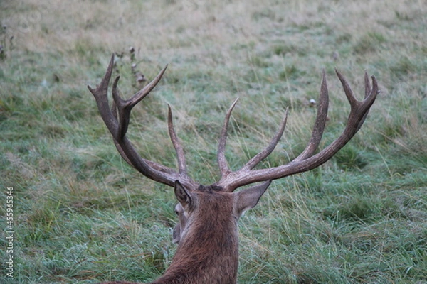 Obraz deer in the green