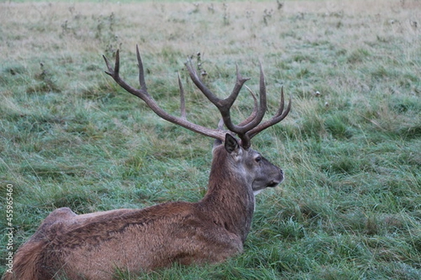 Obraz deer in the green