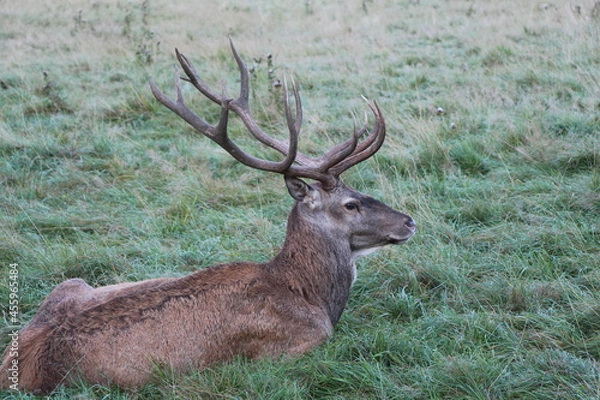 Obraz deer in the green