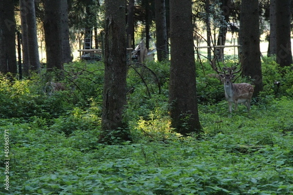Obraz deer in the green