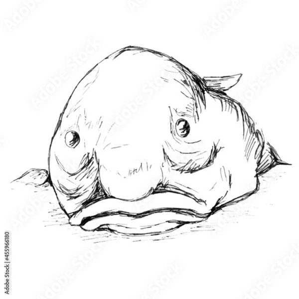 Fototapeta Fish drop on a white background image of a funny fish. a simple