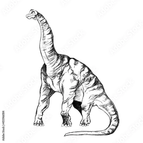 Fototapeta Dinosaur Ultrasaurus on a white background, a sketch with a pen.