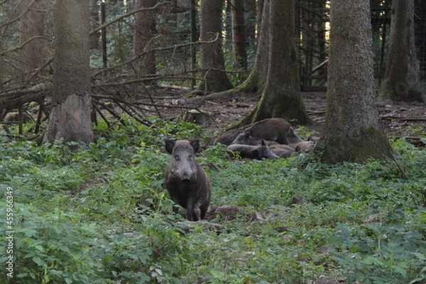Obraz wild boar in the forest