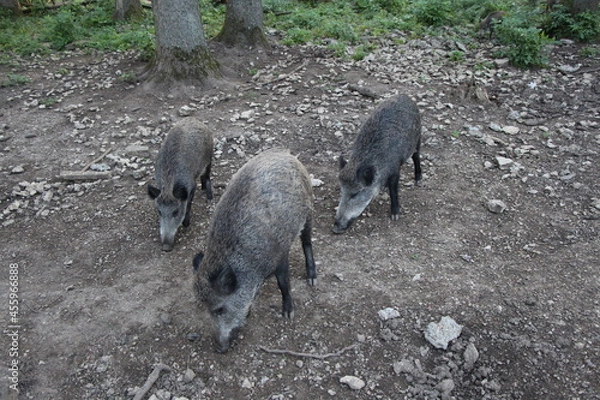 Obraz wild boar in the forest