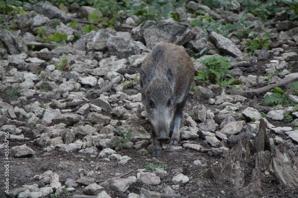 Obraz wild boar in the forest