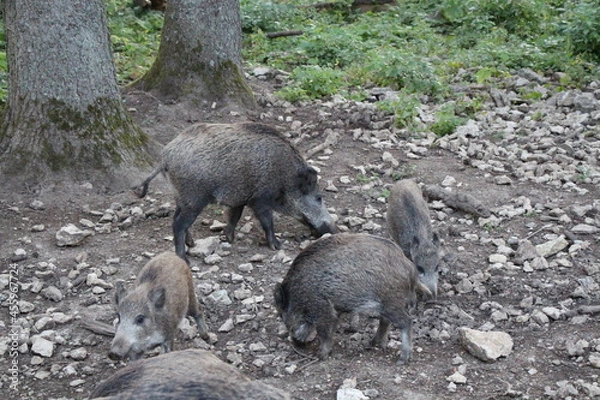 Obraz wild boar in the forest