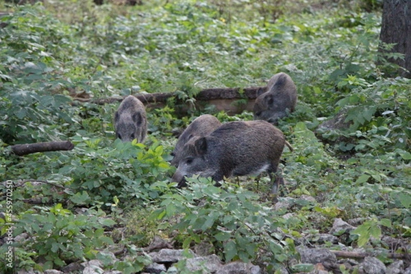 Obraz wild boar in the forest