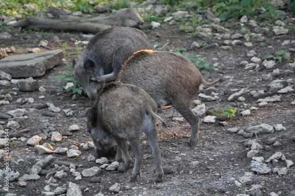 Obraz wild boar in the forest