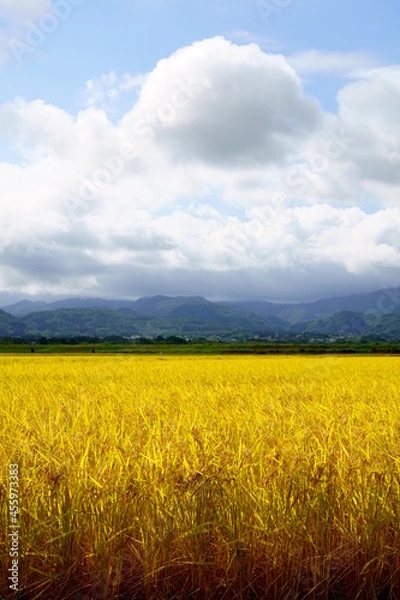 Obraz 稲穂の実った水田と青空