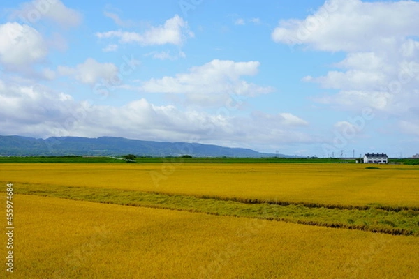 Obraz 稲穂の実った水田と青空