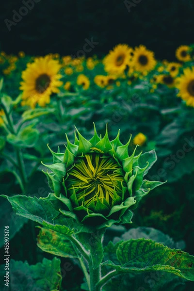 Obraz Sunflower