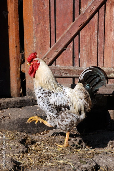 Obraz Rooster going to hen-coop
