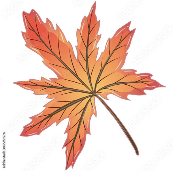 Fototapeta Vector illustration of Maple leaf. Easy isolation background. Perfect for Autumn design decorations even or etc.