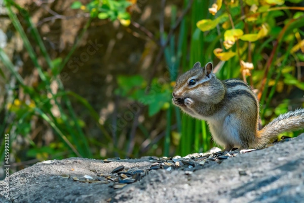 Fototapeta close up, a striped gray Siberian chipmunk holds a sunflower seed with its paws and nibbles in its mouth, sitting on a stone in the forest against the background of green grass