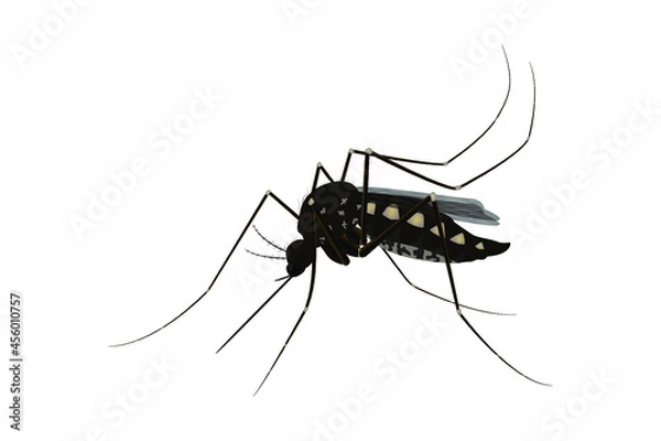 Fototapeta Isolated mosquito white background. Realistic dengue mosquito in vector illustration. Design of graphic source for healthcare of fever that mosquito is transmitter