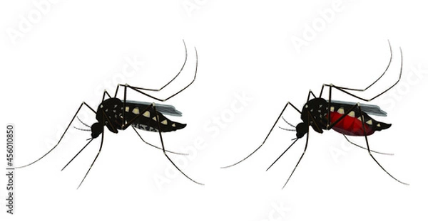 Fototapeta Isolated mosquito white background. Realistic dengue mosquito in vector illustration. Design of graphic source for healthcare of fever that mosquito is transmitter
