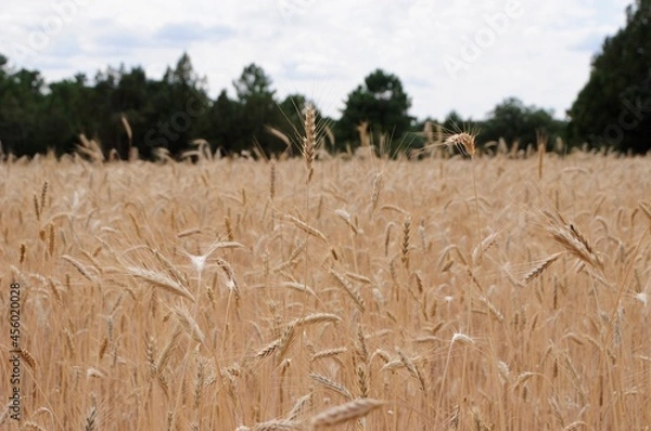 Obraz golden wheat field