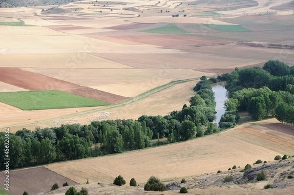 Obraz Fields with lambs