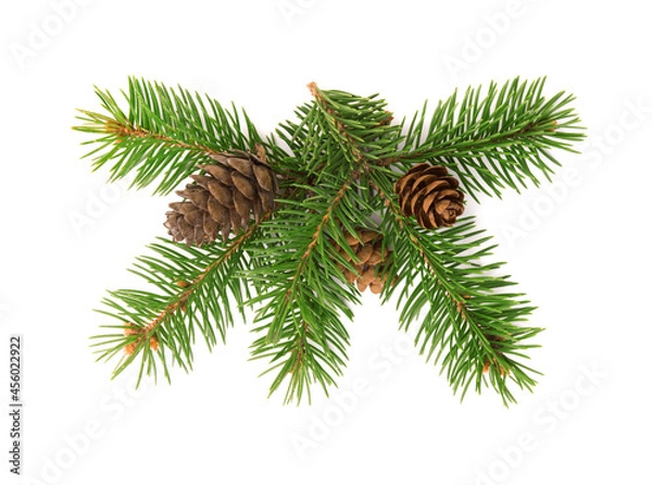 Fototapeta Front view of fir tree branch and cones