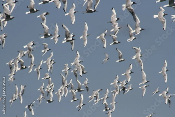 Fototapeta Gulls in Flight